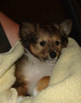 Welpen A+B-Wurf - Homepage der Familie Fritz